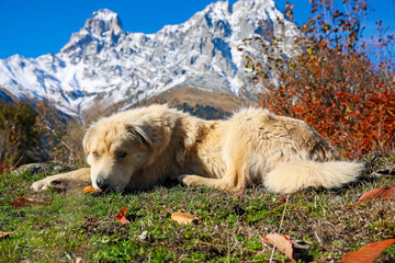 Adorable dog in mountains on sunny day