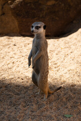 Meerkats curiously observe their surroundings