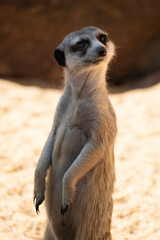 Fototapeta premium Meerkats curiously observe their surroundings