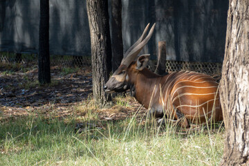 Bongo-Antilope (Tragelaphus eurycerus) ruht im Schatten, rotbraunes Fell mit markanten weißen...