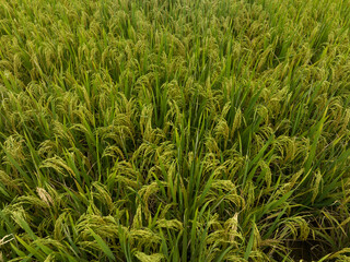 Aerial view of the rice field from drone