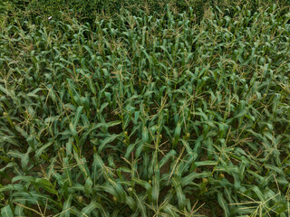 Green maize crop growing at farm