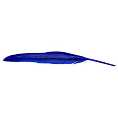a colored bird feather or quill