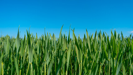 Fototapeta premium Panoramic view of beautiful farm landscape with corn maize green field in summer, at sunny day and blue sky