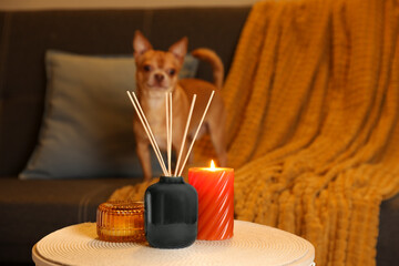 Aromatic reed air freshener, scented candles and dog on sofa indoors, selective focus