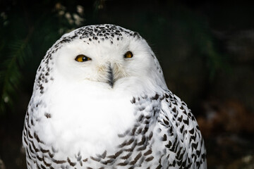 Fototapeta premium snowy owl portrait