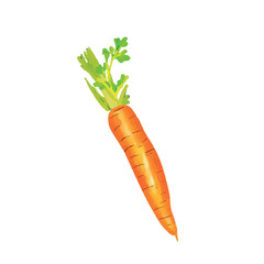 Carrot isolate vegetables 1