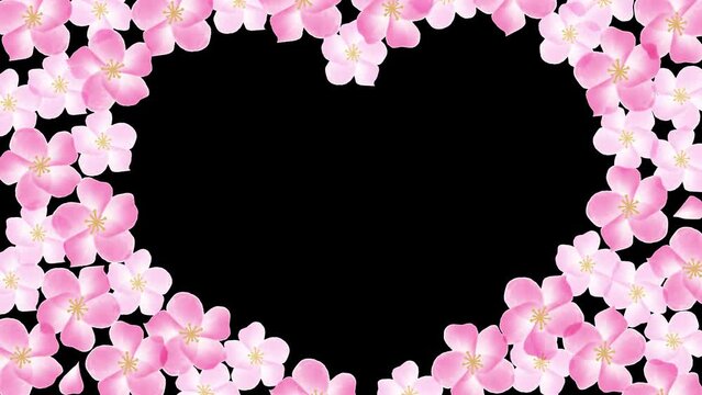 背景透明アルファチャンネル付き　桜の花のハート形フレームのオープニングアニメーション