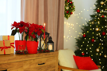Fototapeta na wymiar Potted poinsettias, burning candles and festive decor on dresser in room, space for text. Christmas traditional flower