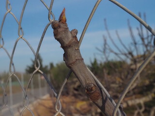 Vista de alambrada con punta de higuera