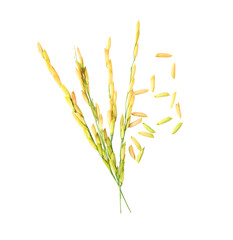 paddy rice seed top view of thai jasmine on  transparent png