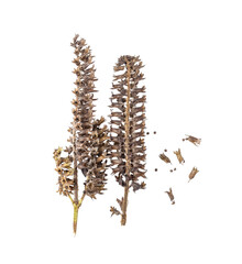Perilla herb seed isolated on  transparent png