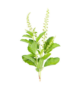 Holy Basil Ocimum sanctum isolate on  transparent png