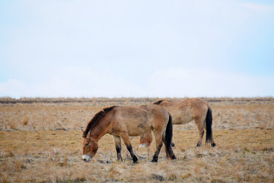 Przewalski's horse on a spring pasture. Horse rescue program, restoration of the steppe in the D&iacute;vč&iacute; hrady locality, Czech Republic. Rare and endangered wild horse. originally native in Central Asia.