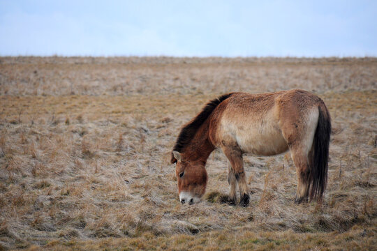 Przewalski's horse on a spring pasture. Horse rescue program, restoration of the steppe in the D&iacute;vč&iacute; hrady locality, Czech Republic. Rare and endangered wild horse. originally native in Central Asia.