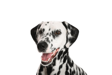 Adorable Dalmatian dog on white background. Lovely pet