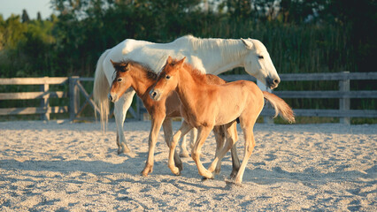 horses