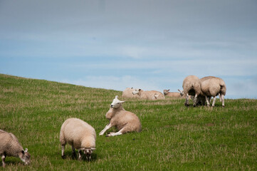 sheep in the field