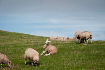 Fototapeta premium sheep in the field