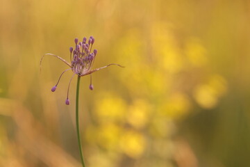 fiore di allium carinatum in estate al tramonto