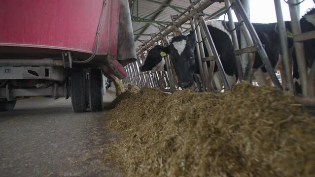 automated process of feeding cattle, modern harvester delivers compound feed to dairy breeding cows in stall in covered hangar on farm