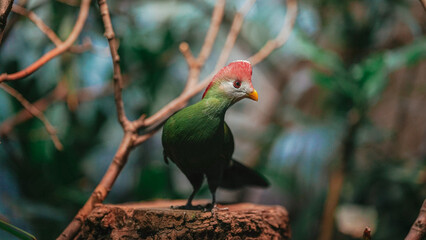 colorful bird