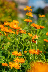 Garden marigold (Calendula officinalis) flowers, view from above