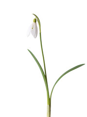 Snowdrop flower isolated on white background.  Selective focus
