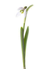 Snowdrop flower isolated on white background.