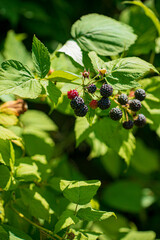 Growing black raspberry (Rubus idaeus)