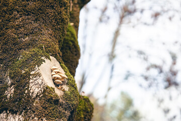mushroom on a tree