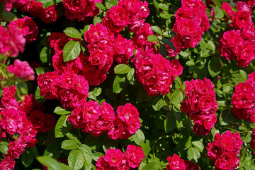 Naklejka premium Beautiful pink climbing roses in summer garden with white background. Soft focus.