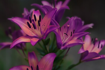Tiger lily flower. Purple lily. Lilium lancifolium. Beautiful violet Lily in the garden on a summer day. Lilium tigrinum. Violet lily close up. Lilium Lancifolium. Floral background. Tropical flower  
