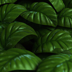 Fototapeta premium green leaf background