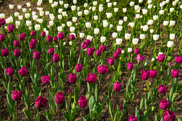 Nice color tulip flowers in the  spring at sunny morning on main square of Kiev Khreshchatyk, Ukraine