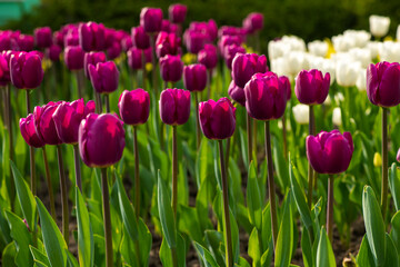 Obraz premium Nice color tulip flowers in the spring at sunny morning on main square of Kiev Khreshchatyk, Ukraine