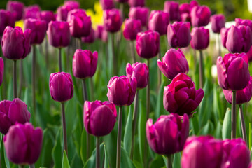 Fototapeta premium Nice color tulip flowers in the spring at sunny morning on main square of Kiev Khreshchatyk, Ukraine