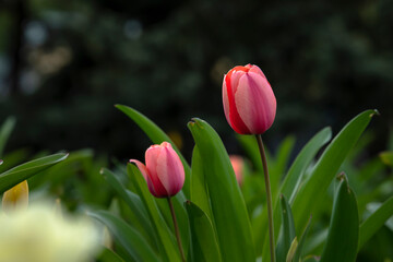 Nice color tulip flowers in the  spring at sunny morning on main square of Kiev Khreshchatyk, Ukraine