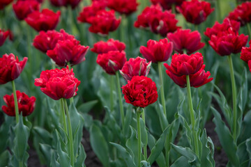 Nice color tulip flowers in the  spring at sunny morning on main square of Kiev Khreshchatyk, Ukraine