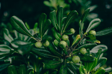 The Beauty of Pittosporum Tobira: A Close-Up Look at Nature's Green Ornament