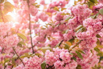 Naklejka premium cherry blossoms at the beginning of spring, flowers in the rays of the sun.
