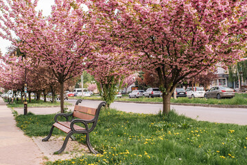 a street with blooming cherry trees, a bench near beautiful trees.