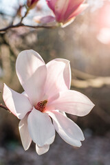 a pink magnolia flower blooms on a spring day in the rays of the sun. © robertuzhbt89