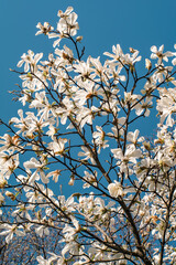 white magnolia blooms on a spring day