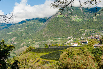 Fototapeta premium Dorf Tirol, Schloss Tirol, Algund, Weinberg, Weinpergola, Obstbäume, Wanderweg, Waalweg, Vinschgau, Südtirol, Texelgruppe, Herbst, Herbstsonne, Erntezeit, Italien