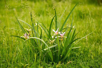 Anise seeds close-up macro as a background and texture. Indian spices for cooking. on a white background