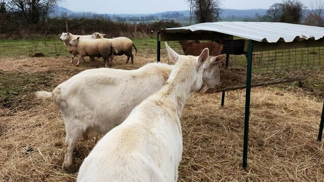 Goats eat hay from a feeder in a pasture with sheep and goats. Livestock breeding, farming concept.