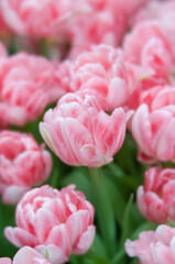 Angelique variety, pink double tulip, blooming in spring garden. A field of white and pink flowers....