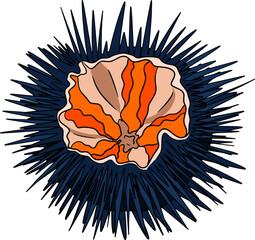 Sea urchin. Hand drawn underwater creatures. Vector sea life, seafood. Colored marine animalsanimal, aquarium, aquatic, black, cartoon, collection, cooking, cuisine, doodle, drawing, echinus, echinus 