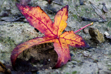 a leaf of nature